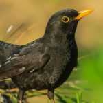 Schwarzer Vogel mit orangem Schnabel: Amsel!
