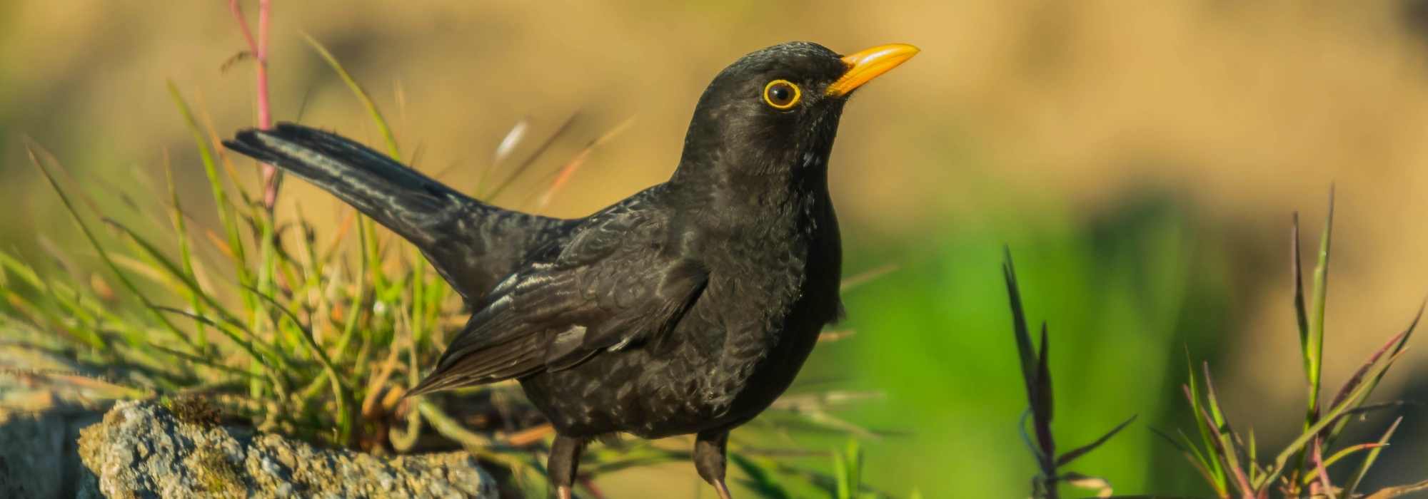 Schwarzer Vogel mit orangem Schnabel: Amsel!