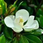 Pflanzen auf Reisen: Magnolie