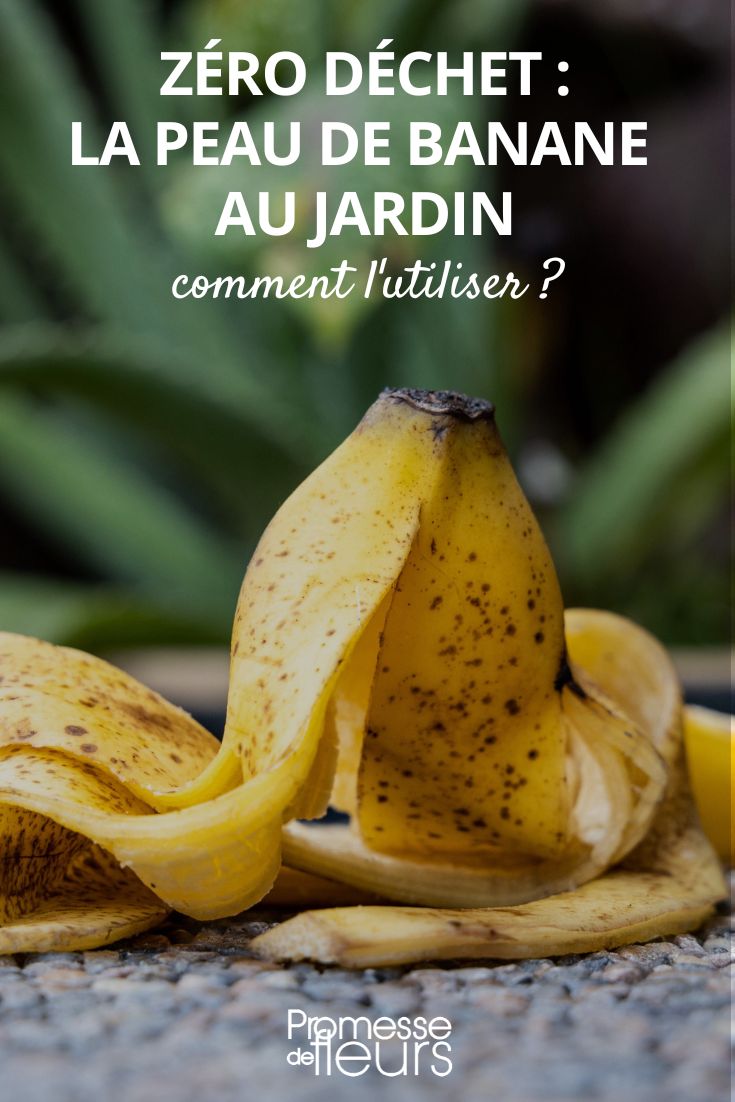 Wie man Bananenschalen im Garten verwendet