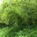 Wandernde Pflanzen: Bambus