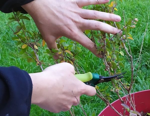 Wann und wie Herbst-Salbei schneiden?