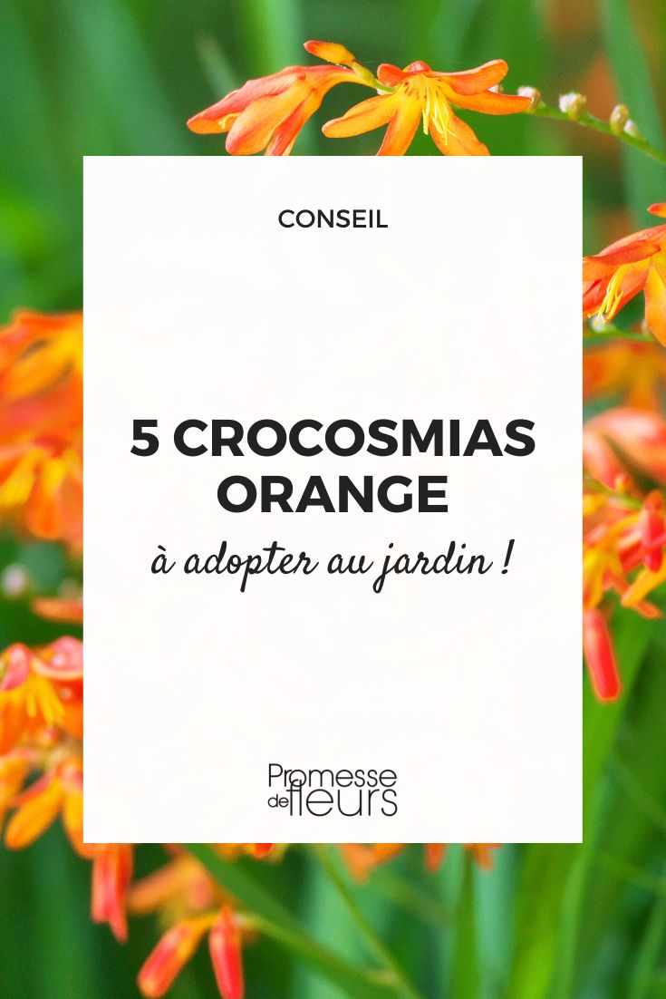 Crocosmia orange: 5 Sorten für Ihren Garten