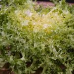 Wintersalat blanchieren?