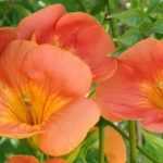 6 Kletterpflanzen mit Spätsommerblüte