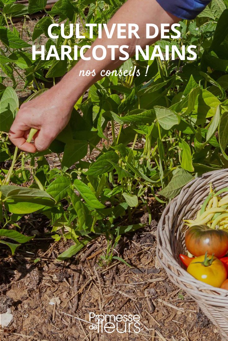 Gemüsegarten: Anbau von Buschbohnen
