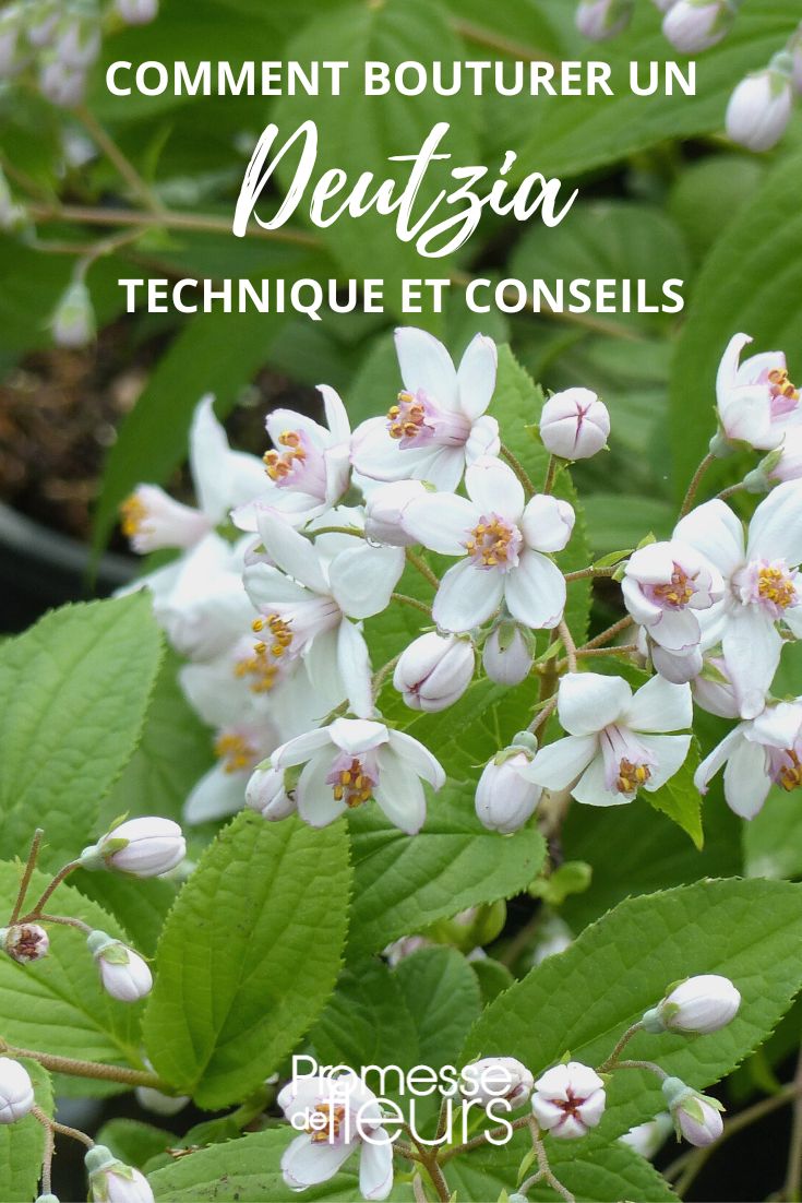 Einen Deutzia-Steckling ziehen