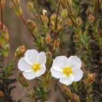 Steinrose: Pflanzen, Pflege & Standort