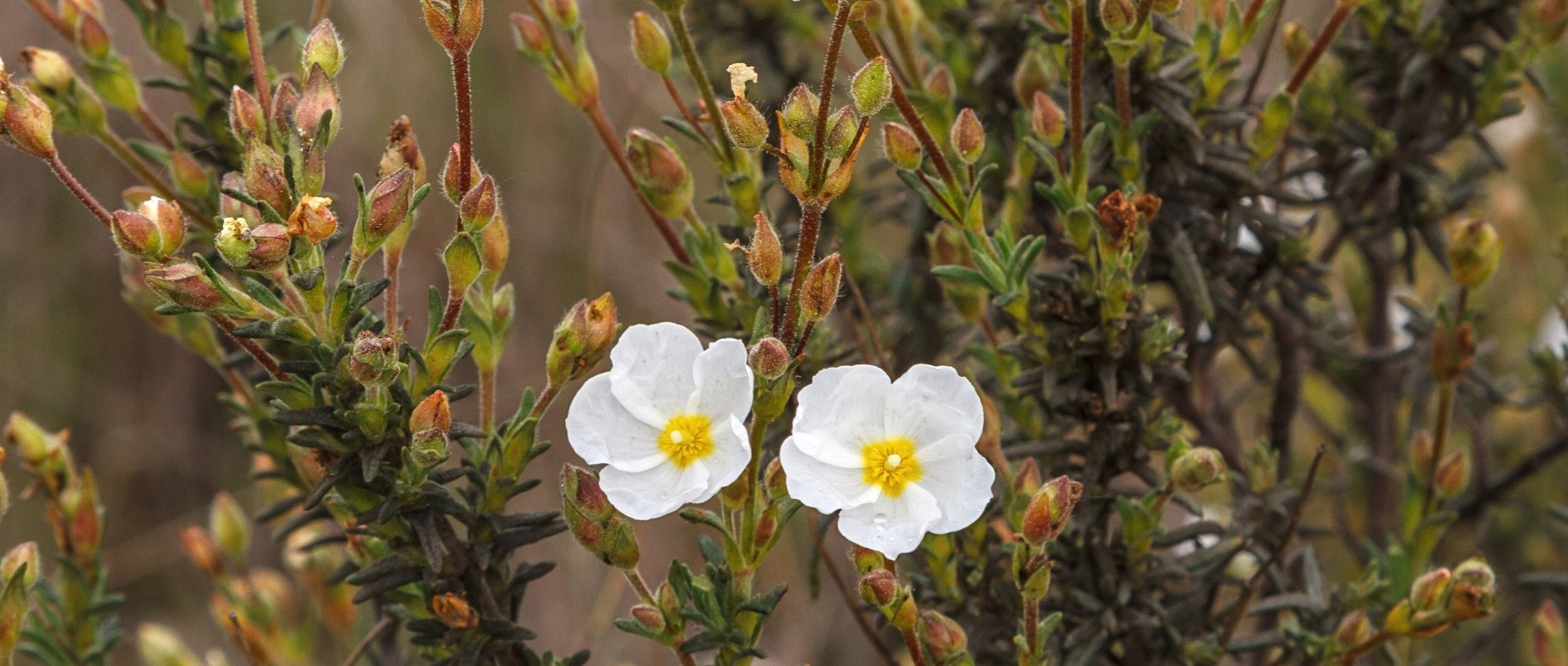 Steinrose: Pflanzen, Pflege & Standort