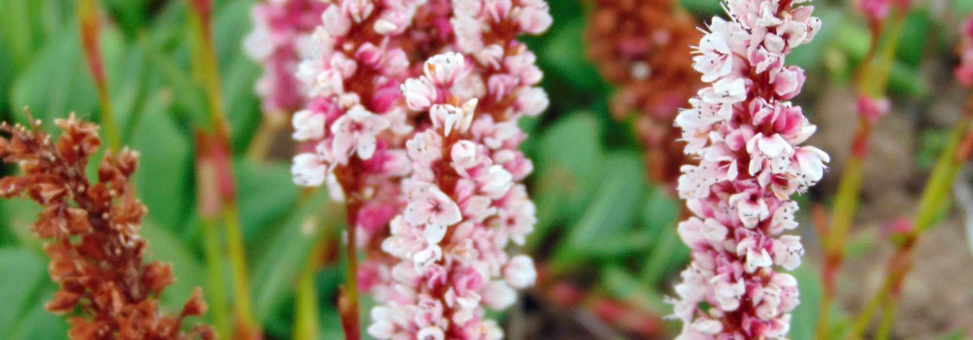 Kleinköpfiger Knöterich: bester Bodendecker