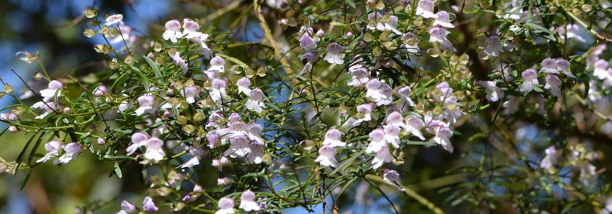Prostanthera (Australminze): Pflanzen und Pflege
