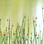 Simse: Pflanzen, Kultivieren und Pflegen