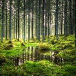 Klimawandel: Kühlt die weltweite Waldzunahme die Atmosphäre – oder umgekehrt?
