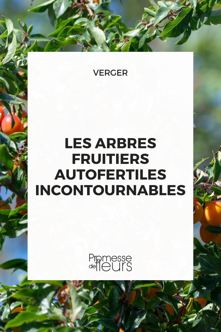 unverzichtbare selbstfruchtbare Obstbäume