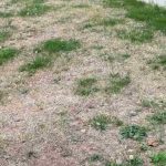 Von der Sonne verbrannter Rasen: Was tun?