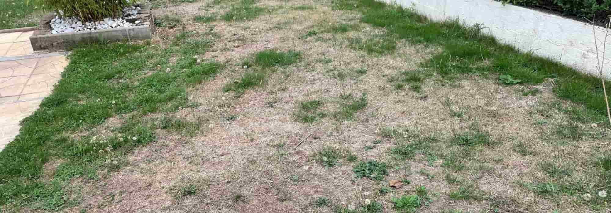 Von der Sonne verbrannter Rasen: Was tun?