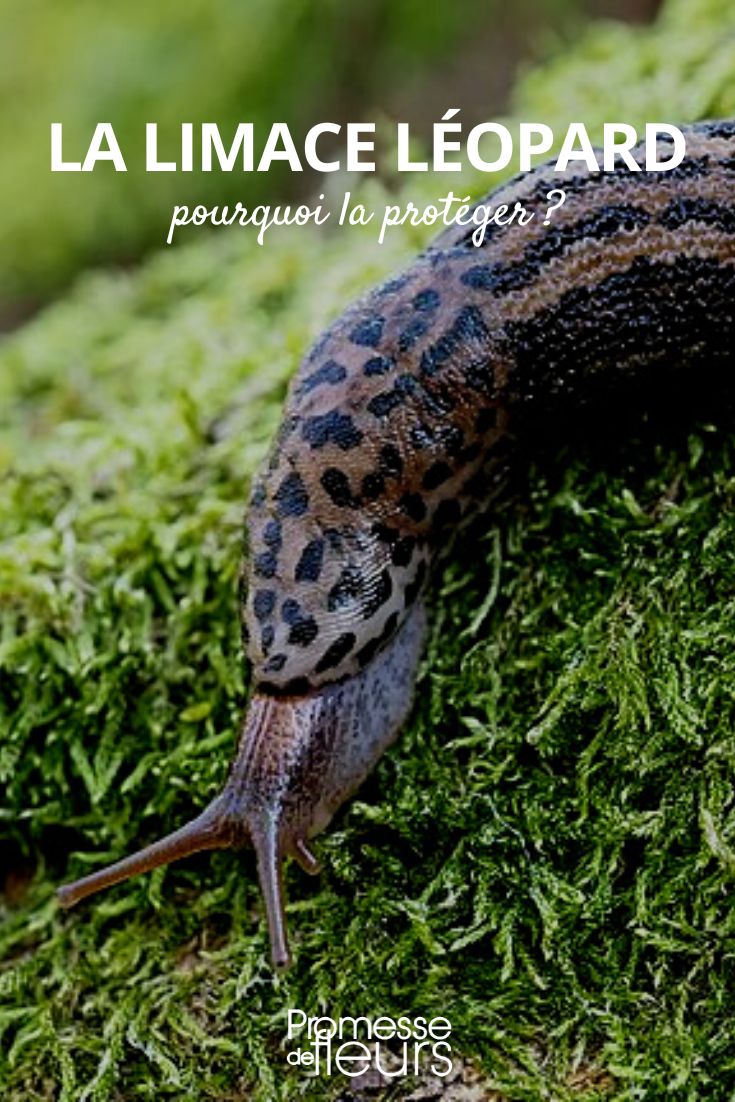 Große Leoparden-Nacktschnecke