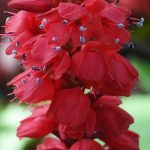 7 Kleinköpfige Knöteriche mit roten Blüten