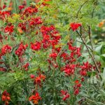 6 Ideen für rote und purpurne Beete