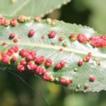 Krankheiten und Parasiten der Weiden