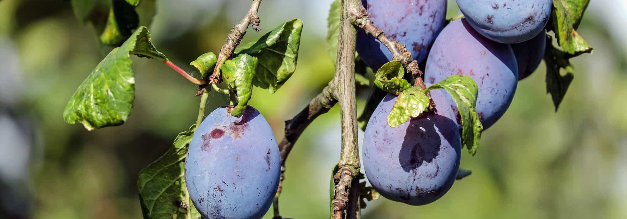 Krankheiten und Parasiten des Pflaumenbaums