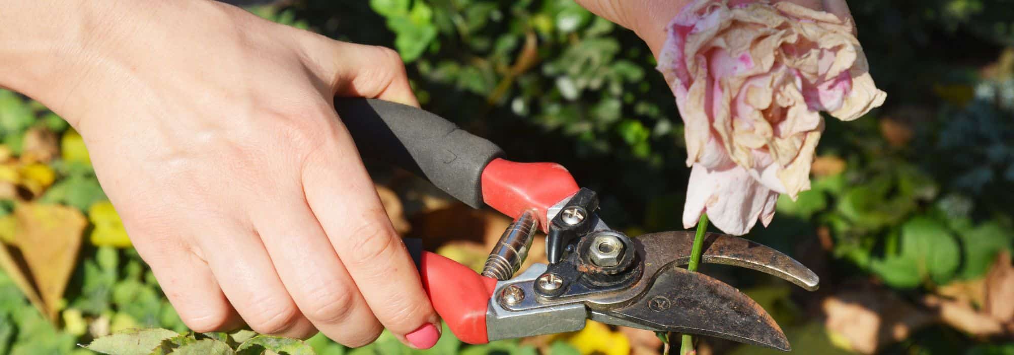 6 gute Gründe für den Rückschnitt verblühter Blumen