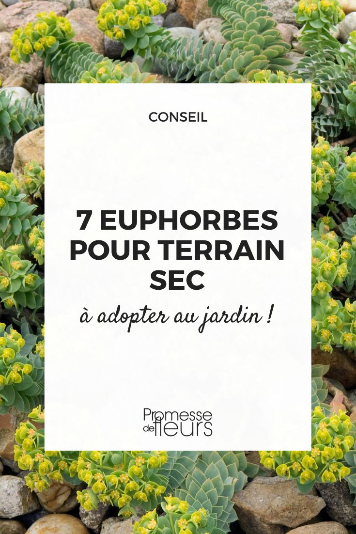 Euphorbia myrsinites (deutsch: Walzen-Wolfsmilch)