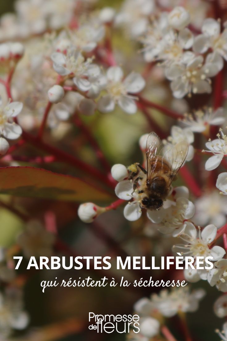 7 trockenheitsresistente Bienenschutz-Sträucher