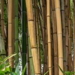 Bambusa – Bambus pflanzen und pflegen