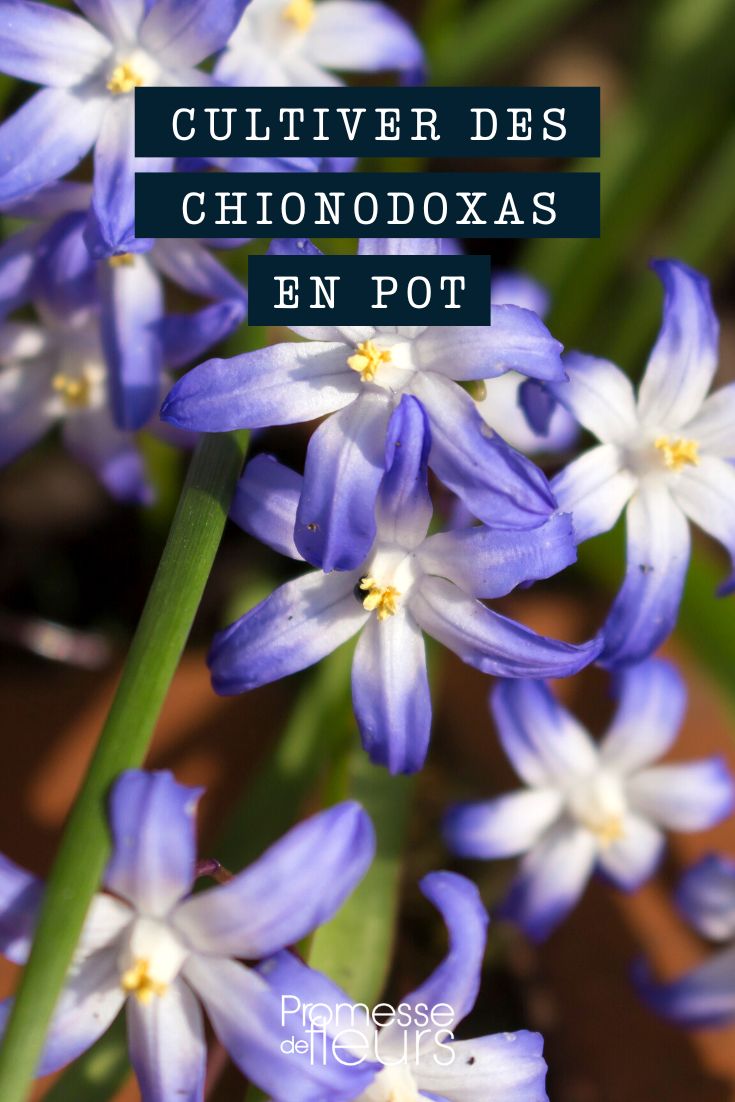 Chionodoxas im Topf kultivieren