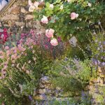 8 hitze- und trockenheitsverträgliche Stauden für einen romantischen Garten