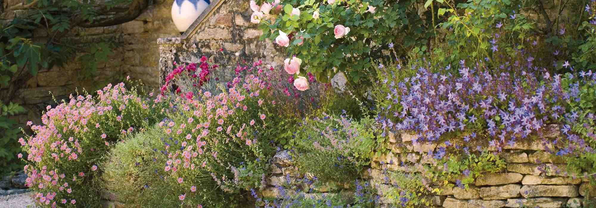 8 hitze- und trockenheitsverträgliche Stauden für einen romantischen Garten