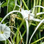 Schönhäutchen oder Spinnenlilie kombinieren