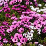 Osteospermum oder Kapaster vermehren