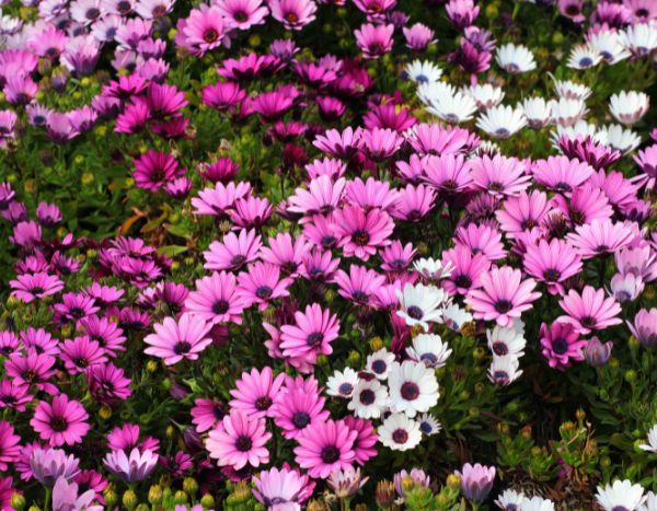 Osteospermum oder Kapaster vermehren
