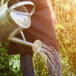 Pflanzen in der prallen Sonne gießen?