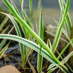 Phalaris kombinieren