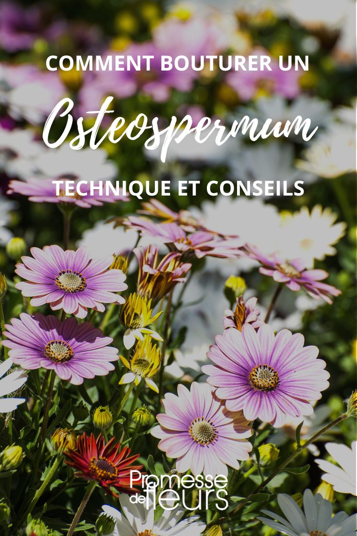 Osteospermum vermehren durch Stecklinge
