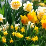 5 einfache Frühlingszwiebeln für Anfänger