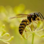 Wespen im Garten: Freunde oder Feinde?