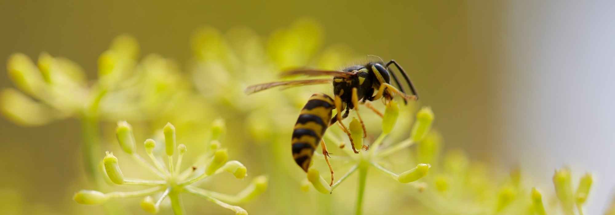 Wespen im Garten: Freunde oder Feinde?