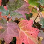 Hortensien in Herbstfarben