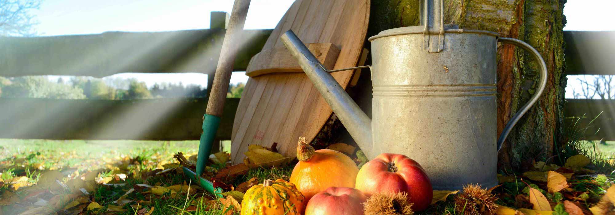 Was ist im Oktober im Garten zu tun?
