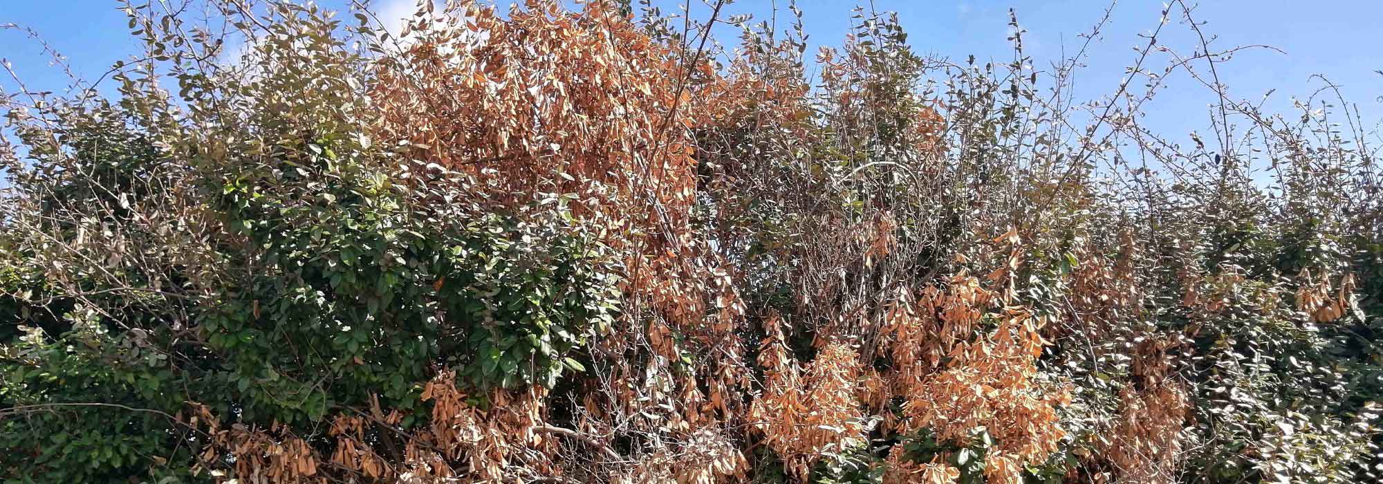 Gartenpflanzen nach Trockenheit retten?