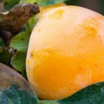 Kaki-Pflaume: Krankheiten und Parasiten