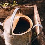 Gemüsegarten: Gemüse mit hohem Wasserbedarf