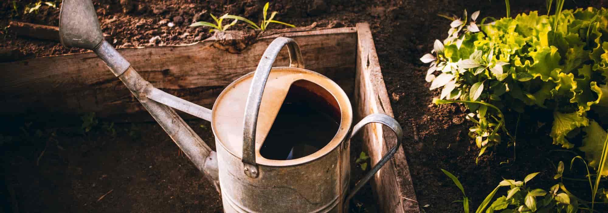 Gemüsegarten: Gemüse mit hohem Wasserbedarf