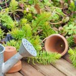 Blumenkästen und Kübel: wenig gießen?