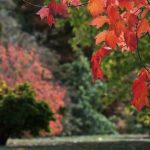 Im Herbst pflanzen: die beste Zeit?