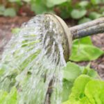 Gemüsegarten: Welches Gemüse zuerst gießen?